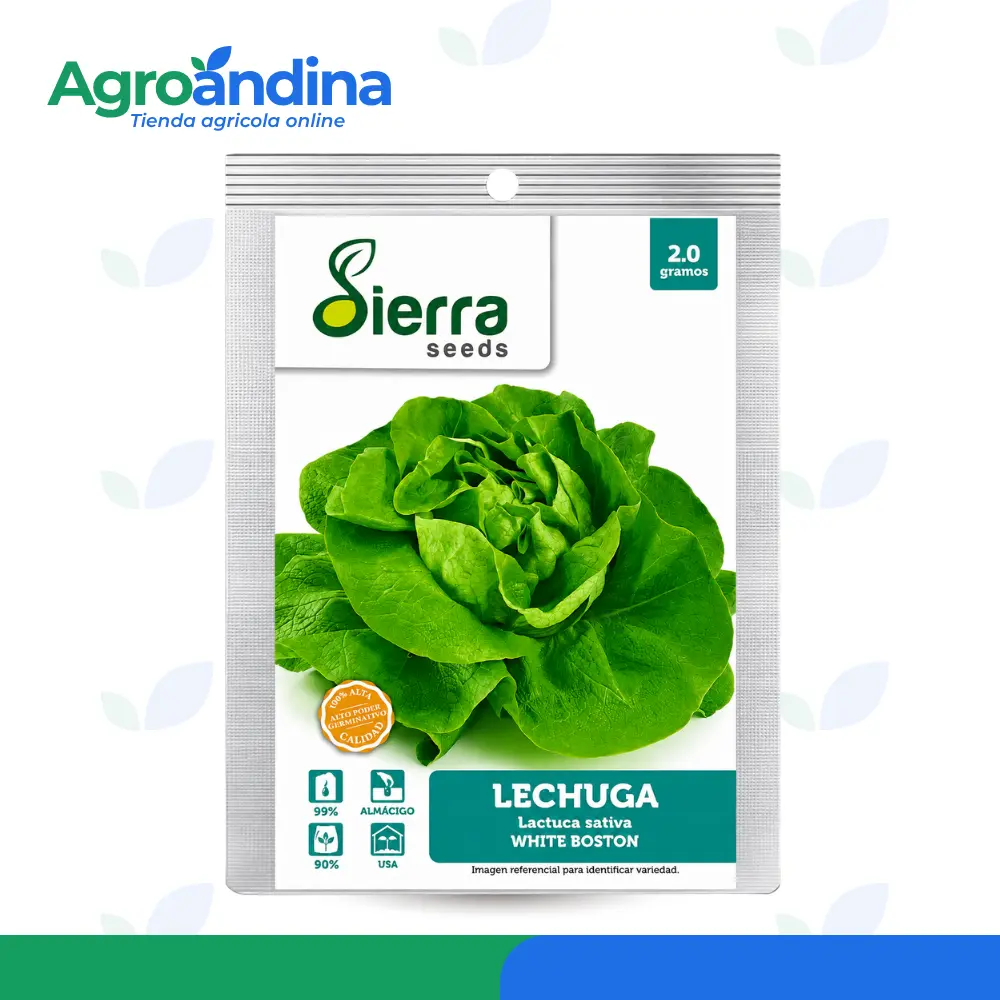 Semillas de lechuga White Boston 2 g Sierra Seeds Lactuca sativa
