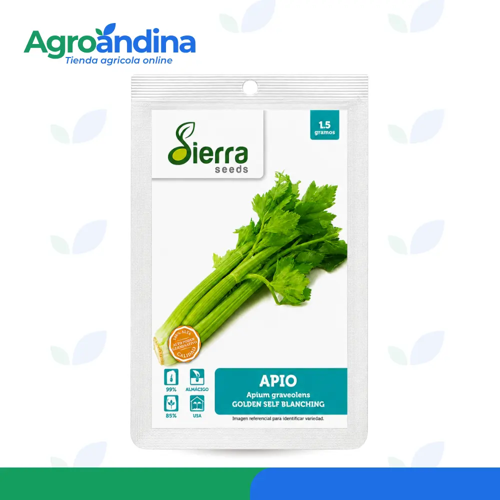 Semillas de apio 1.5g Semillas de Apio Golden Self Blanching de 15 g